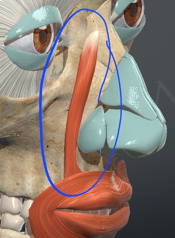 <p>What is this muscle?</p>