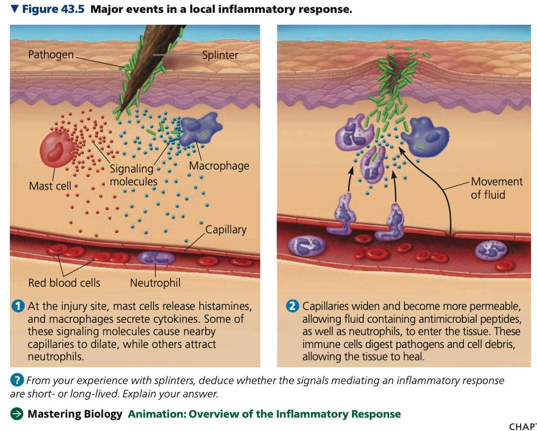 **Inflammatory response**

* Set of events triggered by signaling molecules released upon injury/infection 
* **Mechanism**


1. **Activated macrophages release ______**

* Signaling molecules that recruit _____ to site of injury/infection


2. **_____ cells release ______**

* Release signaling molecule histamine at sites of damage
  * Triggers nearby blood vessels to ____ and become more permeable


* Results in _____ of local blood supply, which produces the redness and increased skin temperature in the area