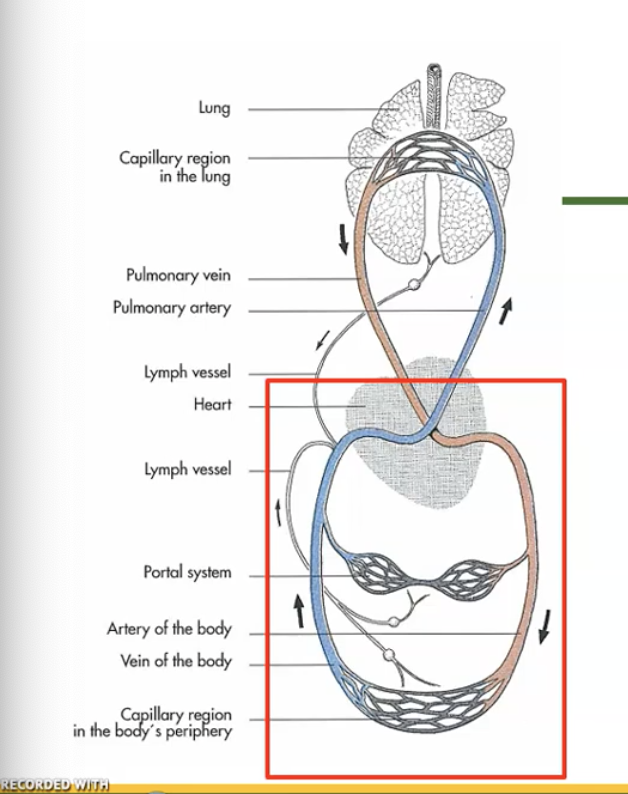 <p>in systemic circulation blood moves from __ side of heart to __</p>