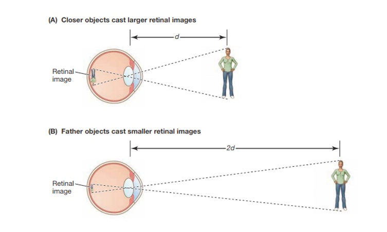 <p>Our ability to perceive objects as the same size no matter how far away they are from us</p>