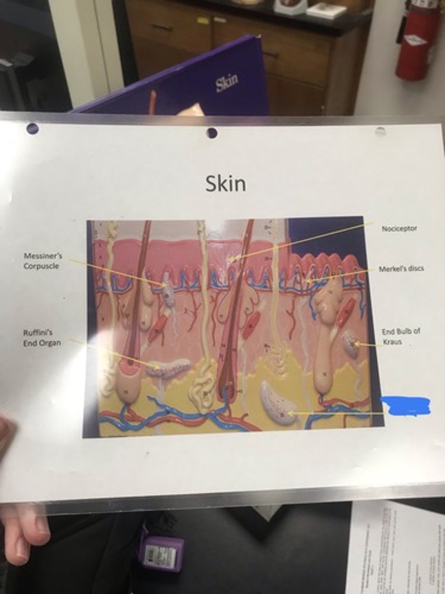 <p>Label the structure covered in blue ink and give a function</p>