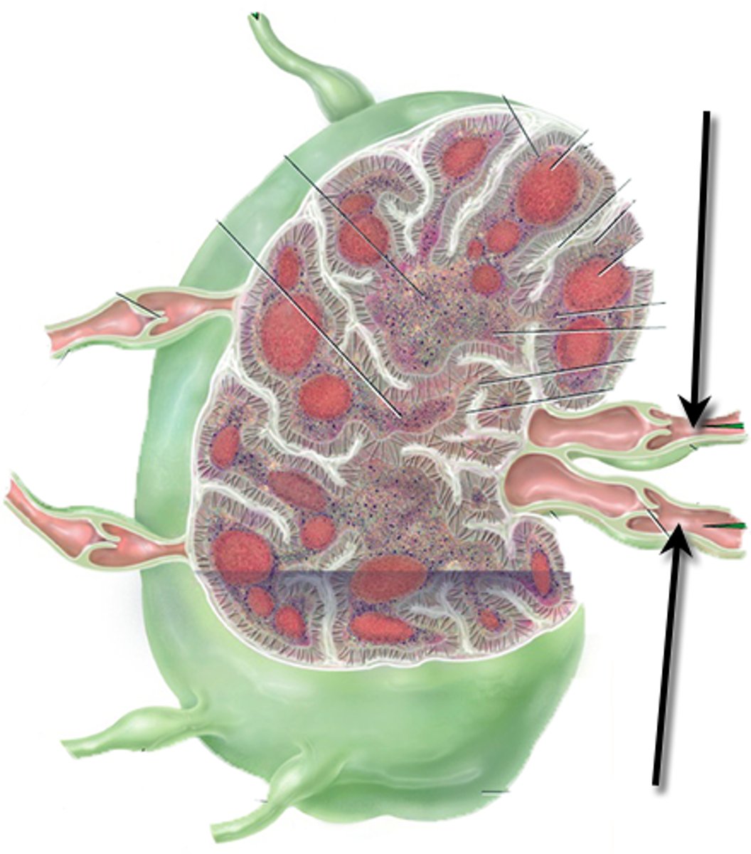 <p>vessel that takes lymphatic fluid away from node</p>