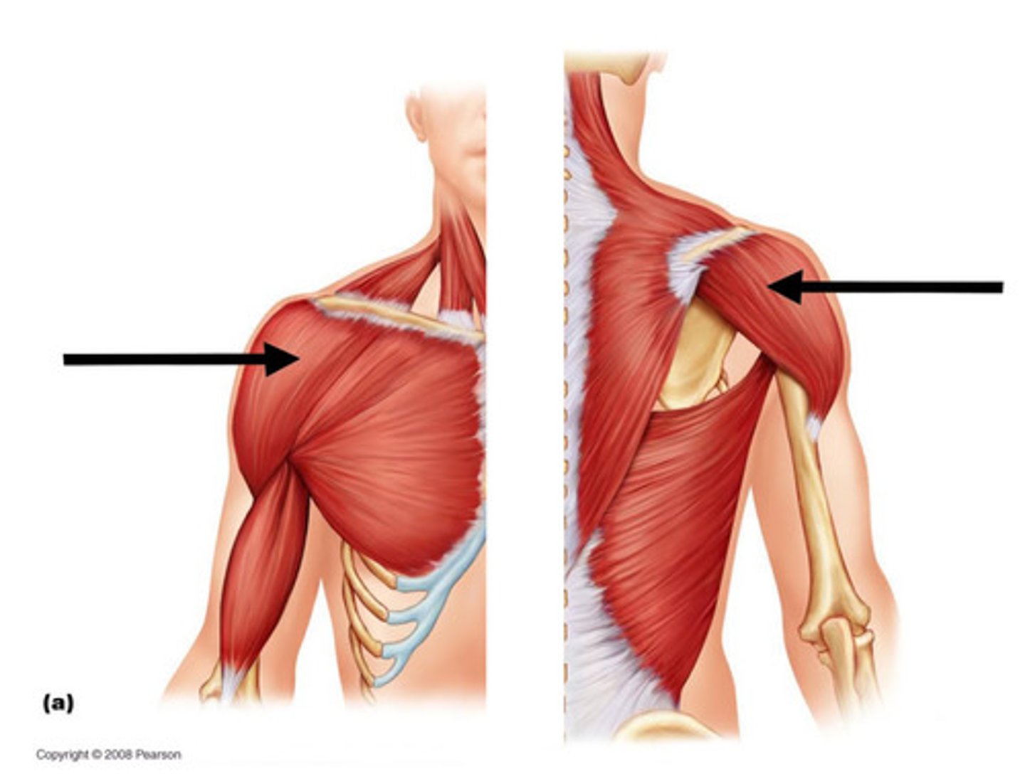 <p>Origin: <br>a.Anterior (clavicular) head: anterior surface of the lateral clavicle.<br>b. Middle (acromial) head: acromion process and spine of the scapula.<br>Insertion: Deltoid tuberosity of the humerus.<br>Action: medially rotates the arm, abducts the arm</p>