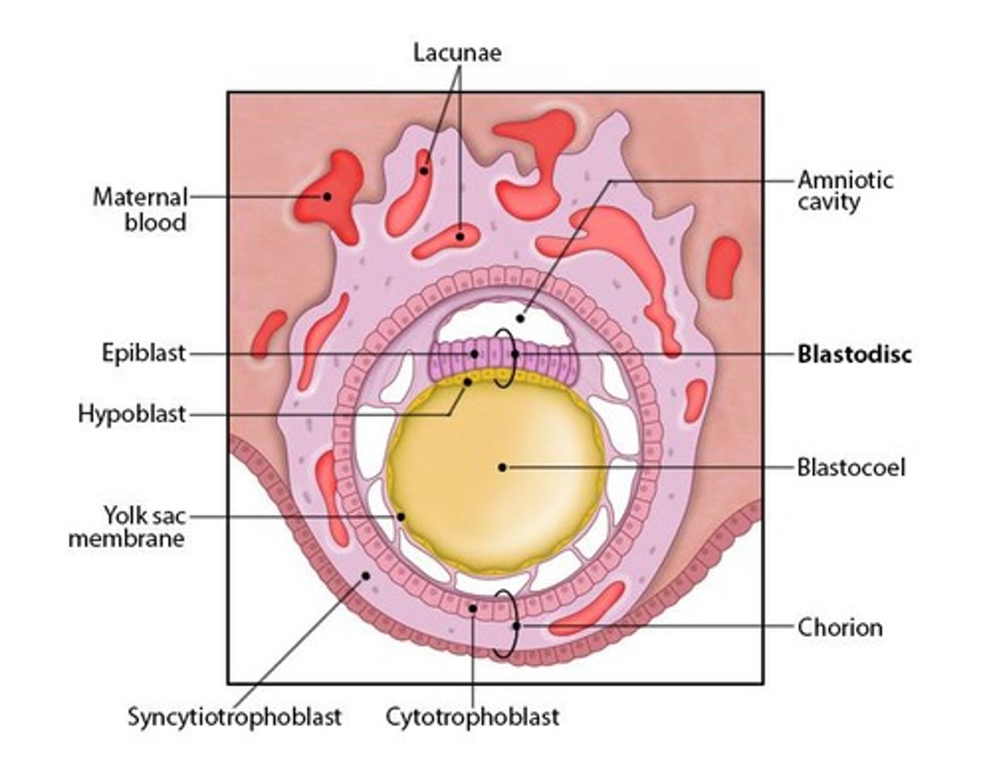 <p>The epiblast gives rise to the embryo proper.</p>
