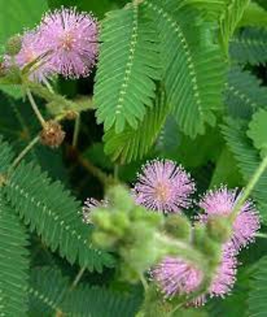 <p>Plant movements that occur in response to stimuli, but the direction of movement is not dependent on the direction of the stimulus</p>