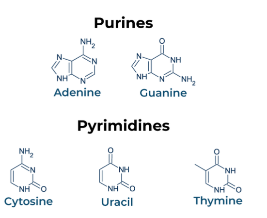 <ul><li><p><span>Divided into two groups based upon the number of rings in the structure&nbsp;</span></p><ul><li><p><span><strong>Purines: </strong>Two rings, adenine and guanine&nbsp;</span></p></li><li><p><span><strong>Pyrimidines: </strong>One ring, thymine and cytosine</span></p></li></ul></li></ul><p></p>