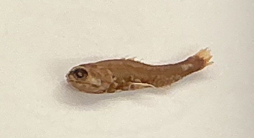 <p>Name the order</p>