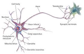 <ul><li><p>part of the neuron</p><ul><li><p>Branch like extension that receives electrical messages from other cells </p></li></ul></li></ul><p></p>