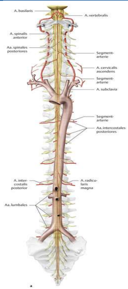 <ul><li><p>Blutversorgung </p></li></ul><p></p>
