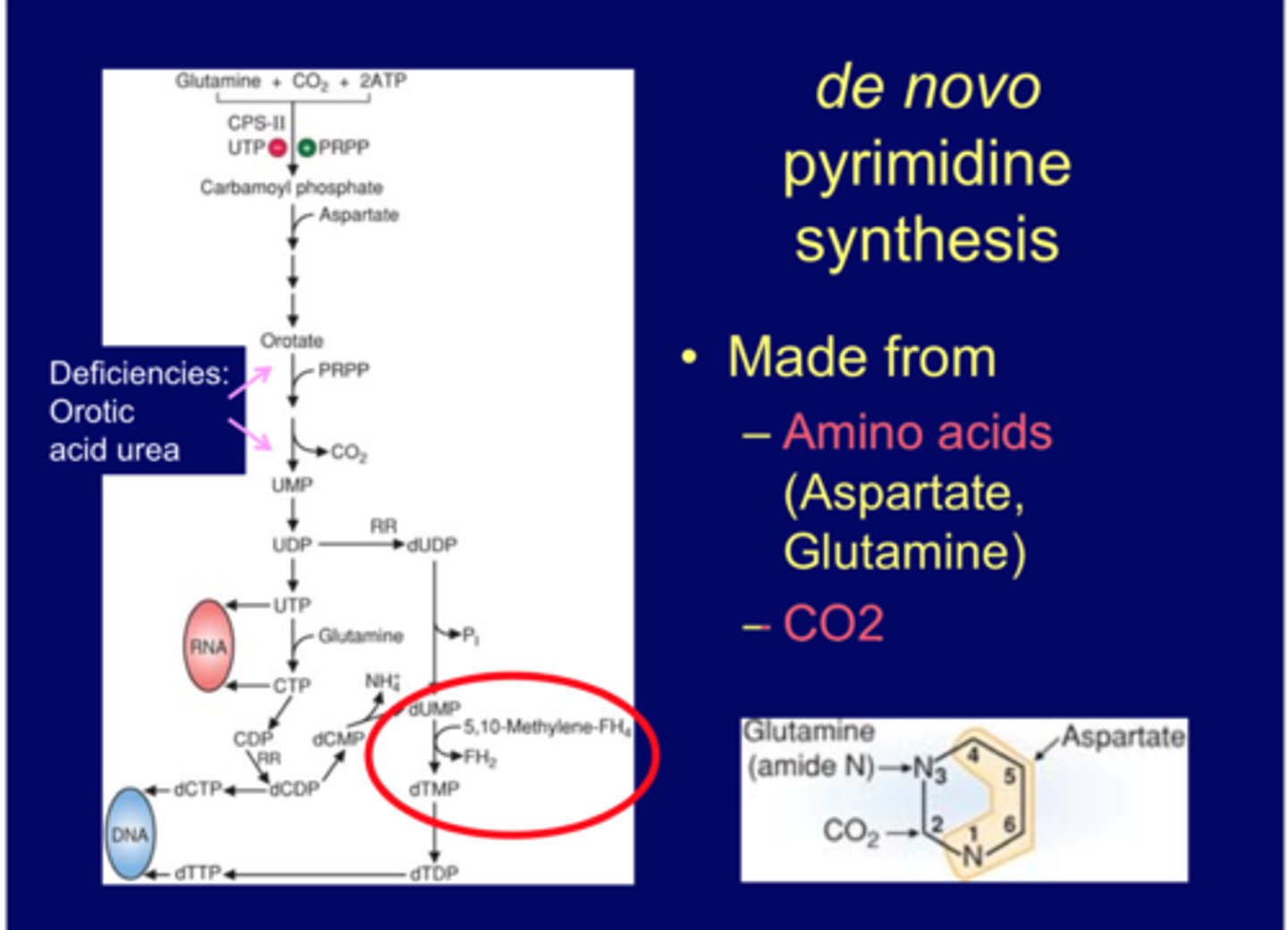 <p>Glutamine + CO2 + 2 ATP ---> carbamoyl phosphate<br>Inhib: CP2, UTP<br>stim: PRPP<br><br>Made from <br>-Amino acids (Aspartate, Glutamine)<br>-CO2<br><br>FH4/folic acid deficiency-impact T nucleo<br>if deficient will increase orotic acid if enzyme is inhibited<br>carbamoyl phosphate comes from urea cycle, increased by UCD, if happens will leak out and also contribute to orotic acid<br><br>CPS1-urea cycle deficiency<br>CPS2-pyrimidine biosynthesis</p>
