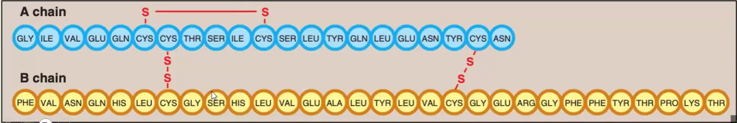 <ul><li><p>Insulin is the most important hormone coordinating the use of fuels</p></li><li><p>Insulin has anabolic (building) effects such as glycogenesis, fatty acid and protein synthesis</p></li><li><p>The structure is composed of of 51 AA divided in A and B chains; The chains are held together by 2 disulfide bridges and another intramolecular disulfide bridge is found within the A chain</p></li></ul><p></p>