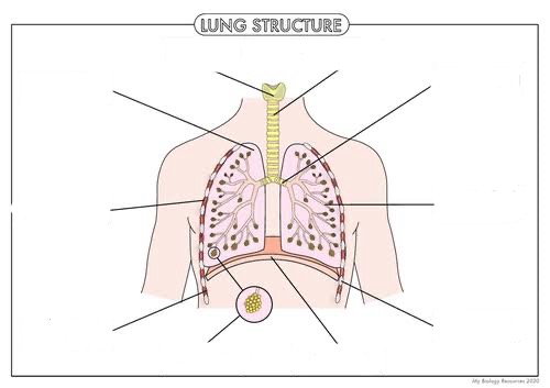 <p>Label this diagram</p>