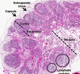 <p>what secondary lymphoid tissue?</p>