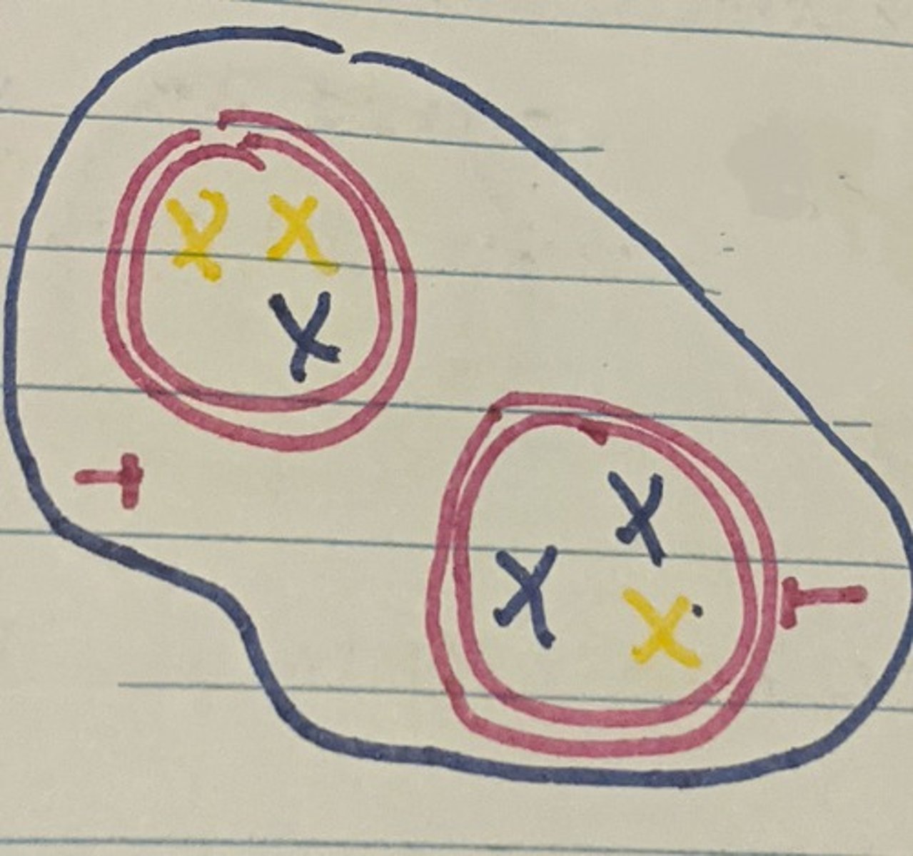 <p>Nuclear membrane forms and cell separates into two, Cytokinesis I begins.</p>