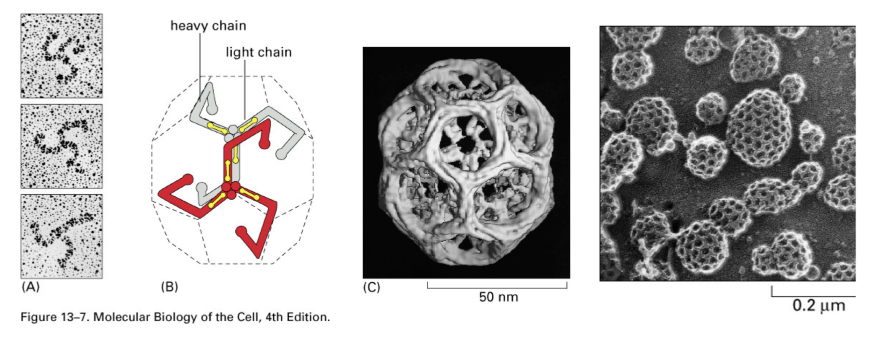 <p>3 heavy chains and 3 light chains that form Clathrin <u>triskellions</u></p>