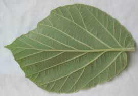 <p>Leaf base?</p>