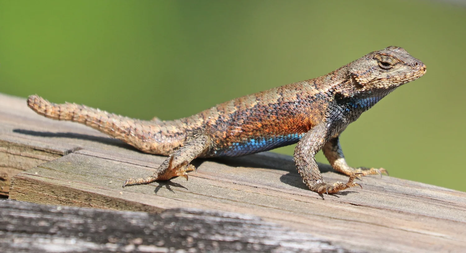 <p><em>Sceloporus undulatus</em></p>