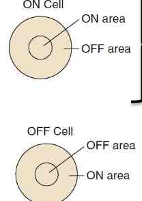 <ul><li><p>On-centre/off-surround cells: likes light in middle of its receptive field</p></li><li><p>Off-centre/on-surround cells: likes light around perimeter of its receptive field</p></li></ul>