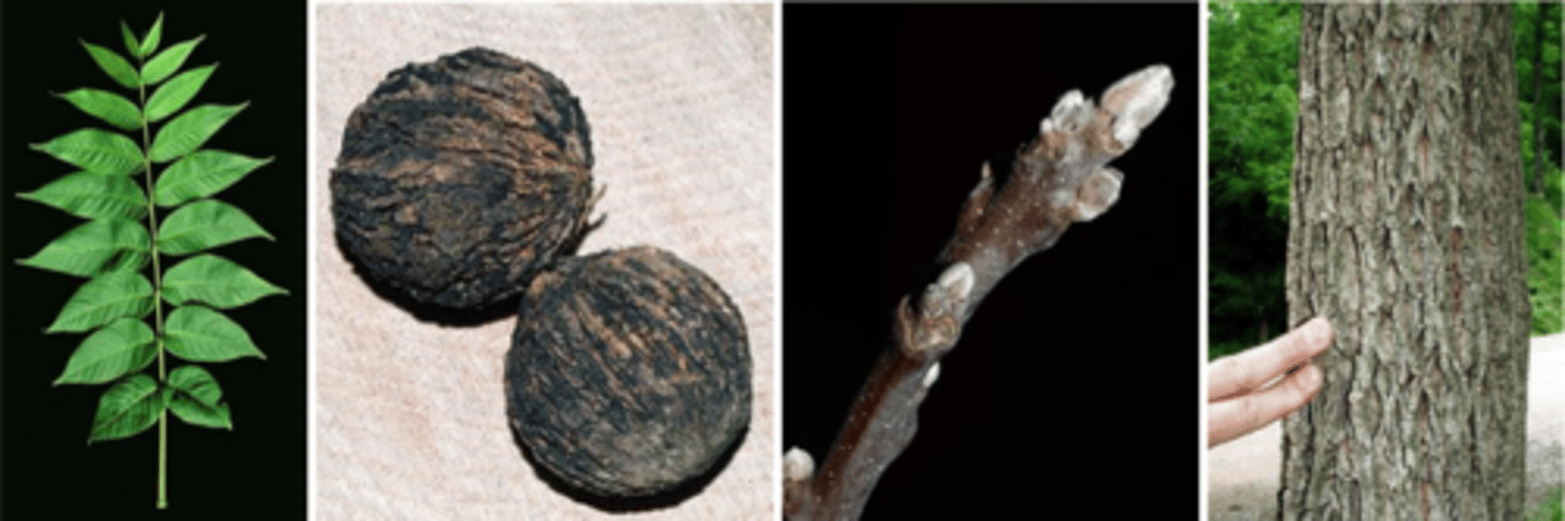 <p>Leaves: alternate, pinnately compound, up to 23 leaflets, terminal leaflet is often missing, rachis is pinkred on young trees, yellow on mature trees.</p><p>Twigs: stout, pith is chambered/brown, leaf scar lacking a hairy fringe (like butternut). </p><p>Buds: gray, pubescent, essentially naked. </p><p>Fruit: globose nut (golf-ball size) within a smooth, indehiscent husk, shell corrugations are rounded (unlike butternut). </p><p>Bark: dark, brown w/ deep, narrow fissures and thin interlacing ridges (appear criss-cross), chocolate brown inner bark. </p><p>Form/Silvics: prefers well-drained, fertile deep soils with adequate moisture. Normally found near streams and well-drained bottomlands. Nuts and twigs have an odor. Most valuable hardwood timber species in North America.</p>
