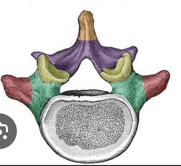 <p>What is the green portion called?</p>