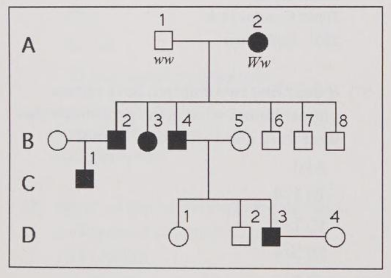 <p>What is the genotype of individual B-5?</p><p>A) WW</p><p>B) Ww</p><p>C) ww</p><p>D) WW or ww</p><p>E) ww or Ww</p>