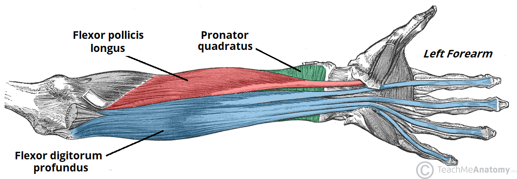 <p><span style="color: #000000">-flexor digitorum profundus</span></p>