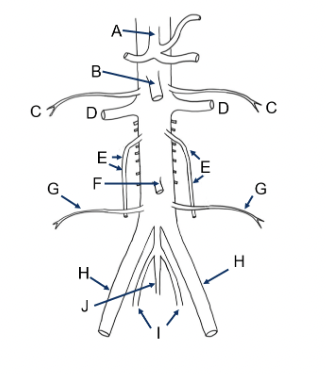 <p><span>Please match the the correct artery/arteries with the indicated letter on the diagram below. As you go through this exercise, can you also describe which organs recieve blood from these vessels?</span></p>