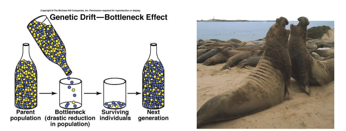 <p>When population is decreased to a small number of individuals usually from natural disasters. Causing a reduction in allelic diversity and heterozygosity after bottleneck effect. </p><p>→There is an i<span>ntense genetic drift with long-lasting impact on genetic variation and potentially negative impact on fitness</span></p>