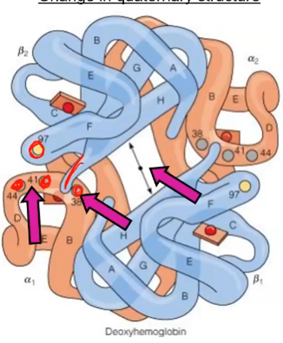 <p>- shows a change in quaternary structure (TENSE)</p><p>- this structure deals w/ low affinity for O2 and salt bridges forming (high P50)</p>
