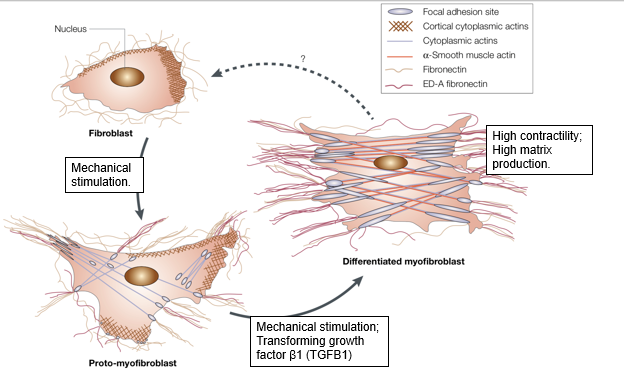 <ul><li><p>fibroblasts are the cells responsible to synthesising extracellular matrix</p></li><li><p>fibroblasts can move towards sites of injury(e.g. durotaxis)</p></li><li><p>they are necessary for wound healing </p></li><li><p>can be cultured in 2D</p></li><li><p>can undergo durotaxis </p></li><li><p>fibroblasts can be activated at sites of injury to make myofibroblasts</p></li><li><p>myofibroblasts are more contractile and secrete more ECM </p></li></ul><p></p>