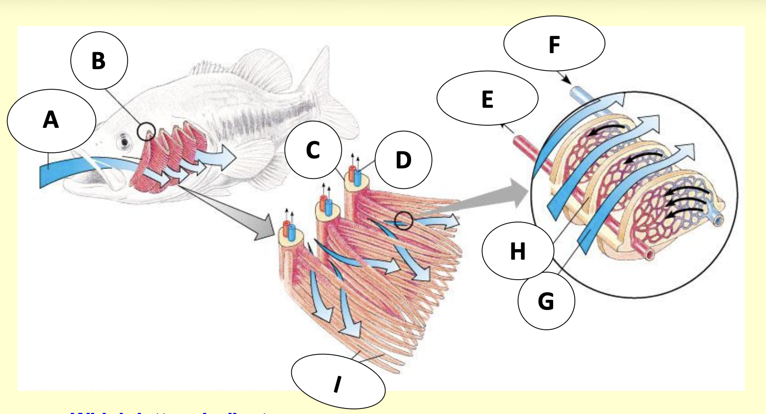 <p>Describe the structure of the gills shown in the picture </p>