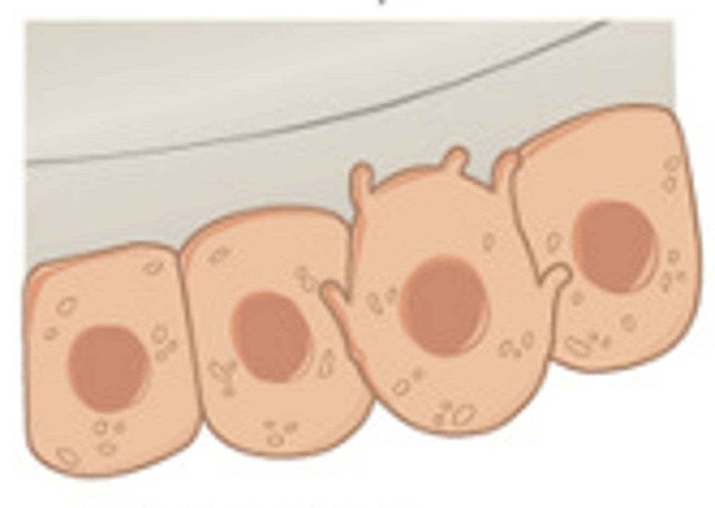 <p>bone building cells that synthesize and secrete the organic matrix of bone. participate in calcification of the organic matrix </p>