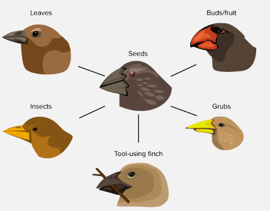 <p>an event from which a lineage rapidly diversies with the newly formed lineages evolving different adaptations </p>
