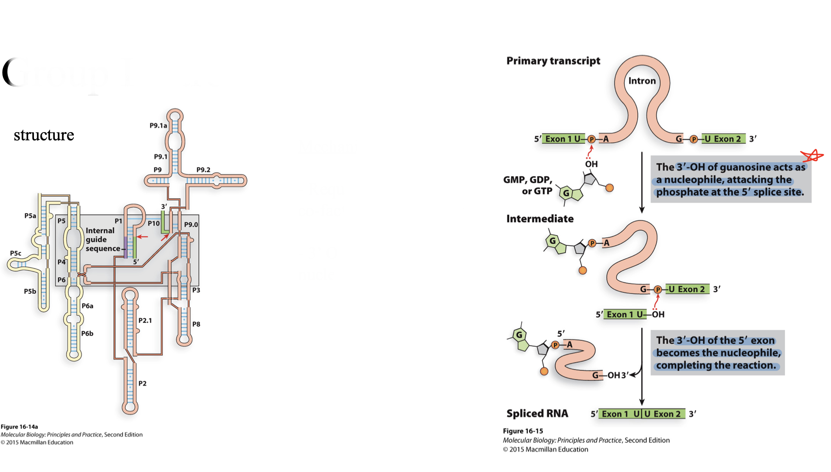 <ul><li><p>lot’s of stem loops to bring exons together</p></li><li><p>requires a GTP as a co-factor not for energy</p></li><li><p>3’ OH used as nucleophile</p><ul><li><p>3’ OH of guanosine acts as a nucleophile and attacks the phosphate at the 5’ splice site</p></li><li><p>3’ OH of the 5’ exon becomes the nucleophile and completes the reaction</p></li><li><p>exons are joined</p></li><li><p>intron is spliced out in a linear form</p></li></ul></li></ul>