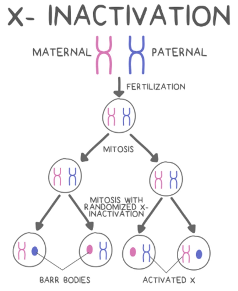 <p>X inactivation</p>