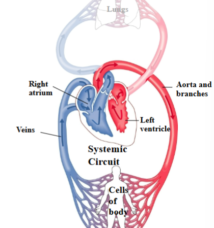 <p><span style="background-color: transparent;"><span>Route between heart &amp; tissues of the body (other than the lungs) that brings oxygen out to cells.</span></span><br><span style="background-color: transparent;"><span>Left ventricle of heart → Aorta &amp; branches → Cells of the body → Veins → Right atrium of heart</span></span></p>