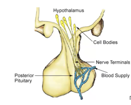 a. neuronal tissue
b. regulates kidney, breast tissue, uterus, human behaviour
c. hypothalamus to the posterior pituitary
d. hypothalamic hypophyseal tract