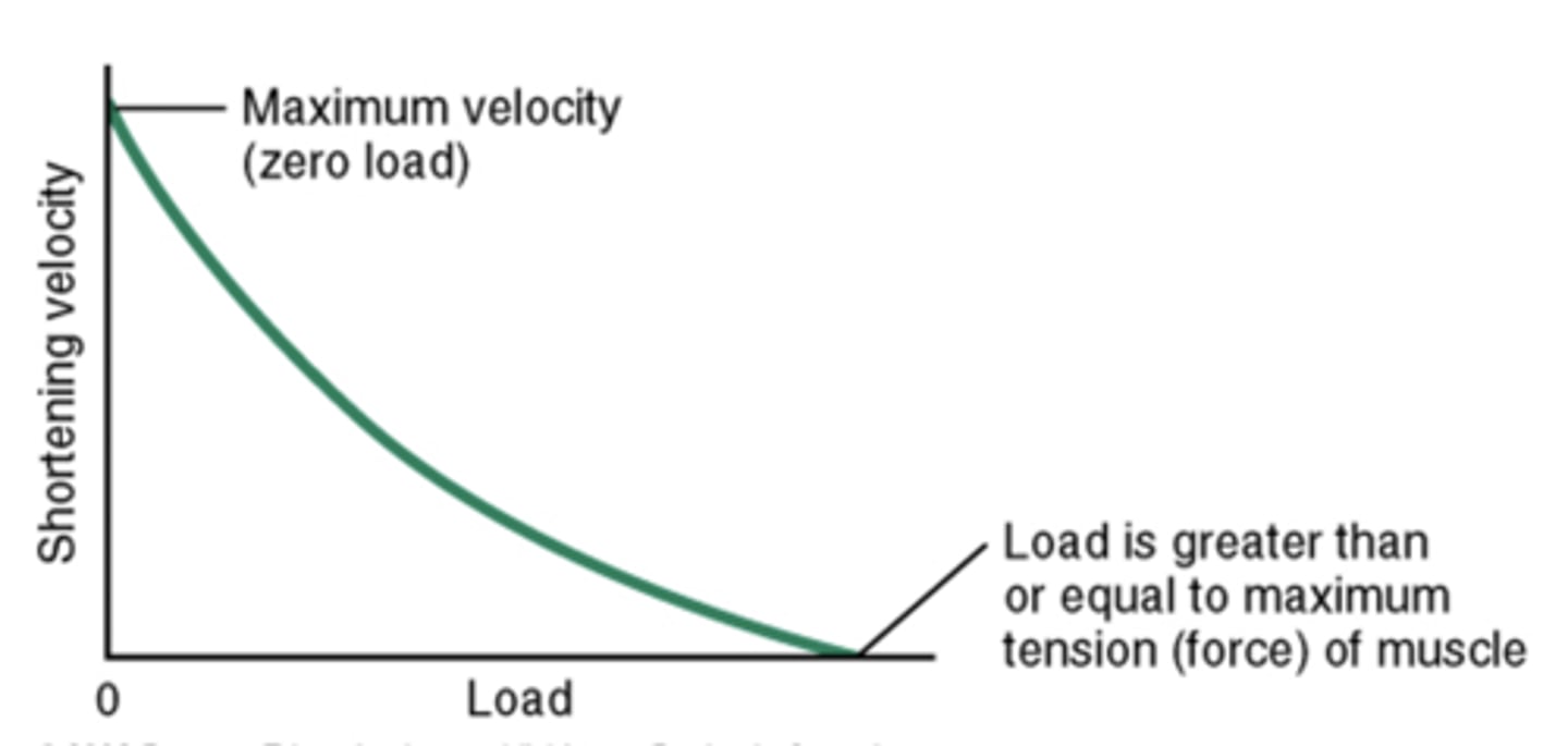 <p>1 - latent period of shortening increases as load increases</p><p>2 - increasing load results in slower speed of shortening</p>