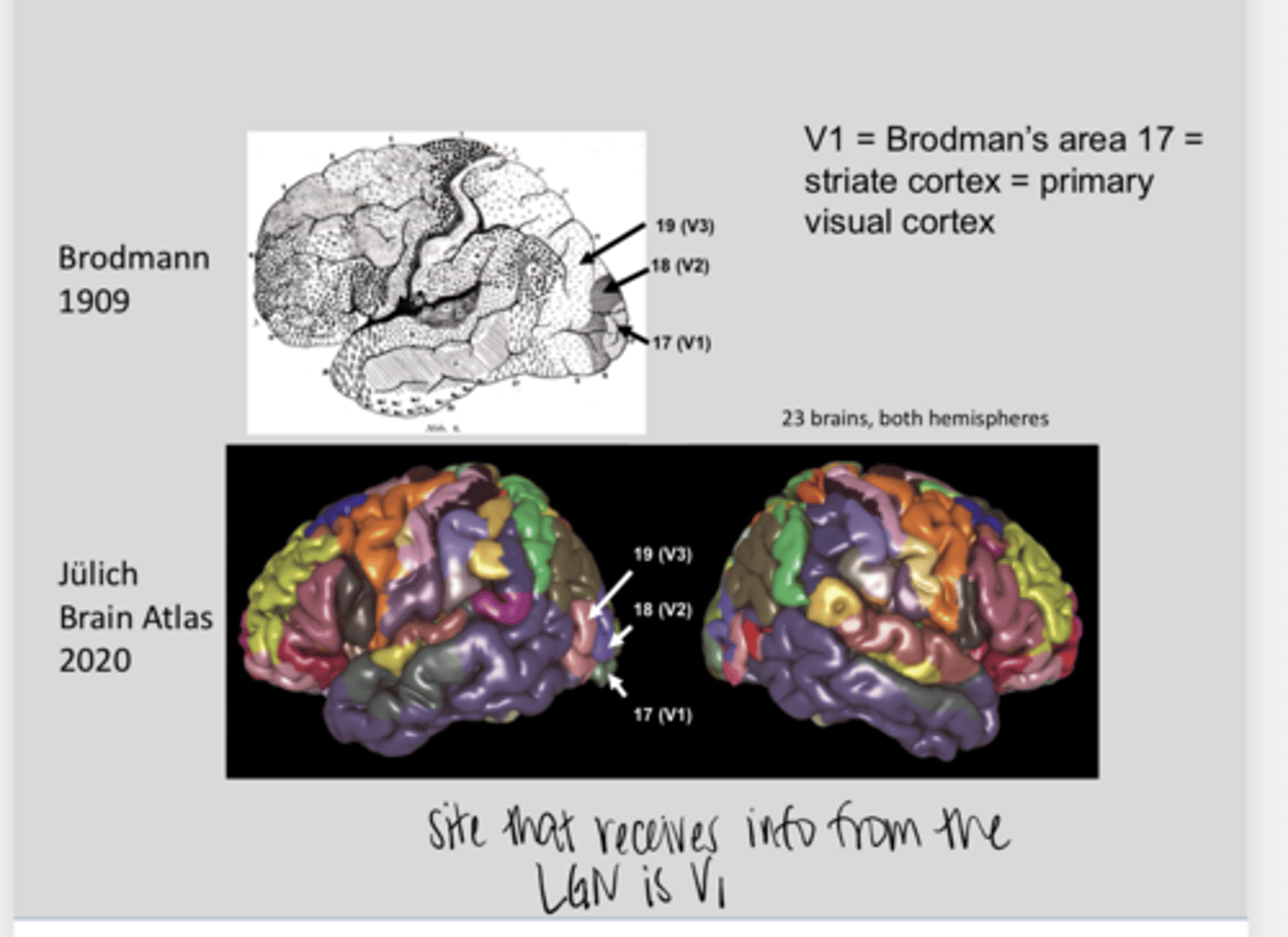 <p>Brodmann Area - V1 - Primary Visual Cortex (Pic)</p>