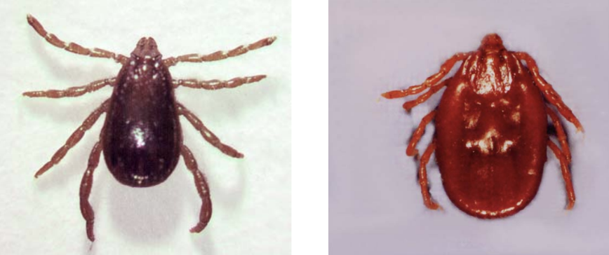 <p>What is the scientific name of the Brown Dog Tick?</p>