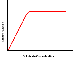 <p>Higher substrate concentration = more likely for enzyme to meet up and react with substrate molecules</p><p>Up to a point, when all the active sites of the enzymes are full, which means adding more substrate has no effect.</p>