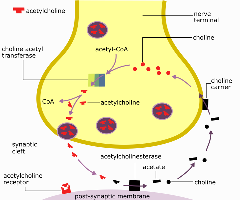 <p>A mechanism to terminate neurotransmitter signaling where enzymes break down the neurotransmitter in the synaptic cleft (e.g., Acetylcholinesterase breaking down ACh).</p>