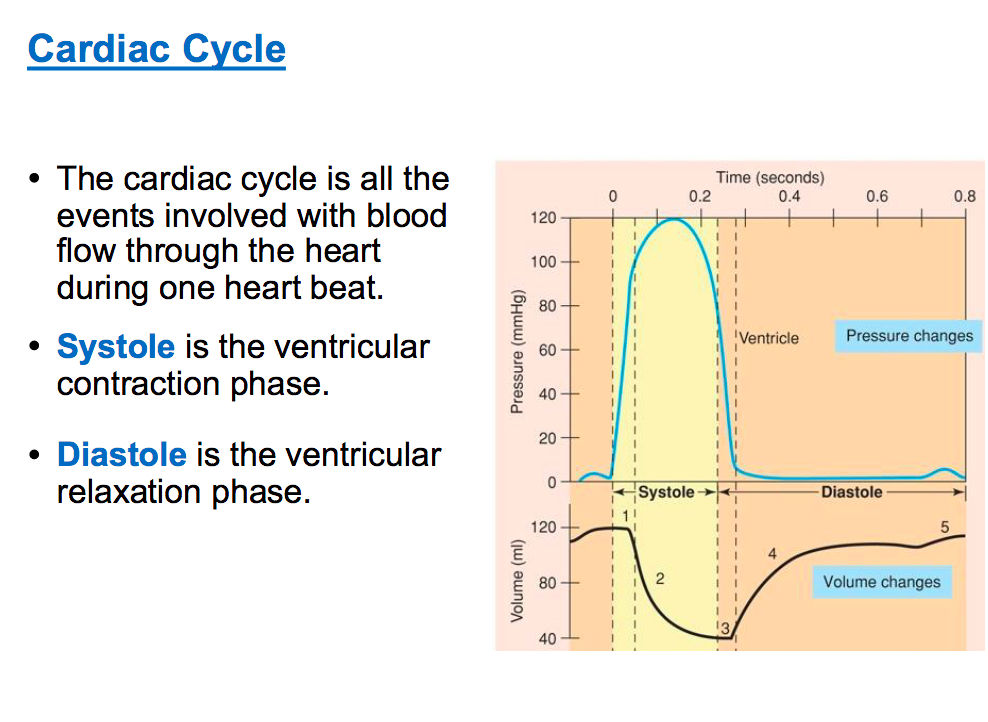 <p>Systole: is contraction of heart ventricle</p><p>Dyastole: relaxation of heart&nbsp; ventricle</p><p>lub : av valves closing</p><p>dub: sv valves closing&nbsp;</p>