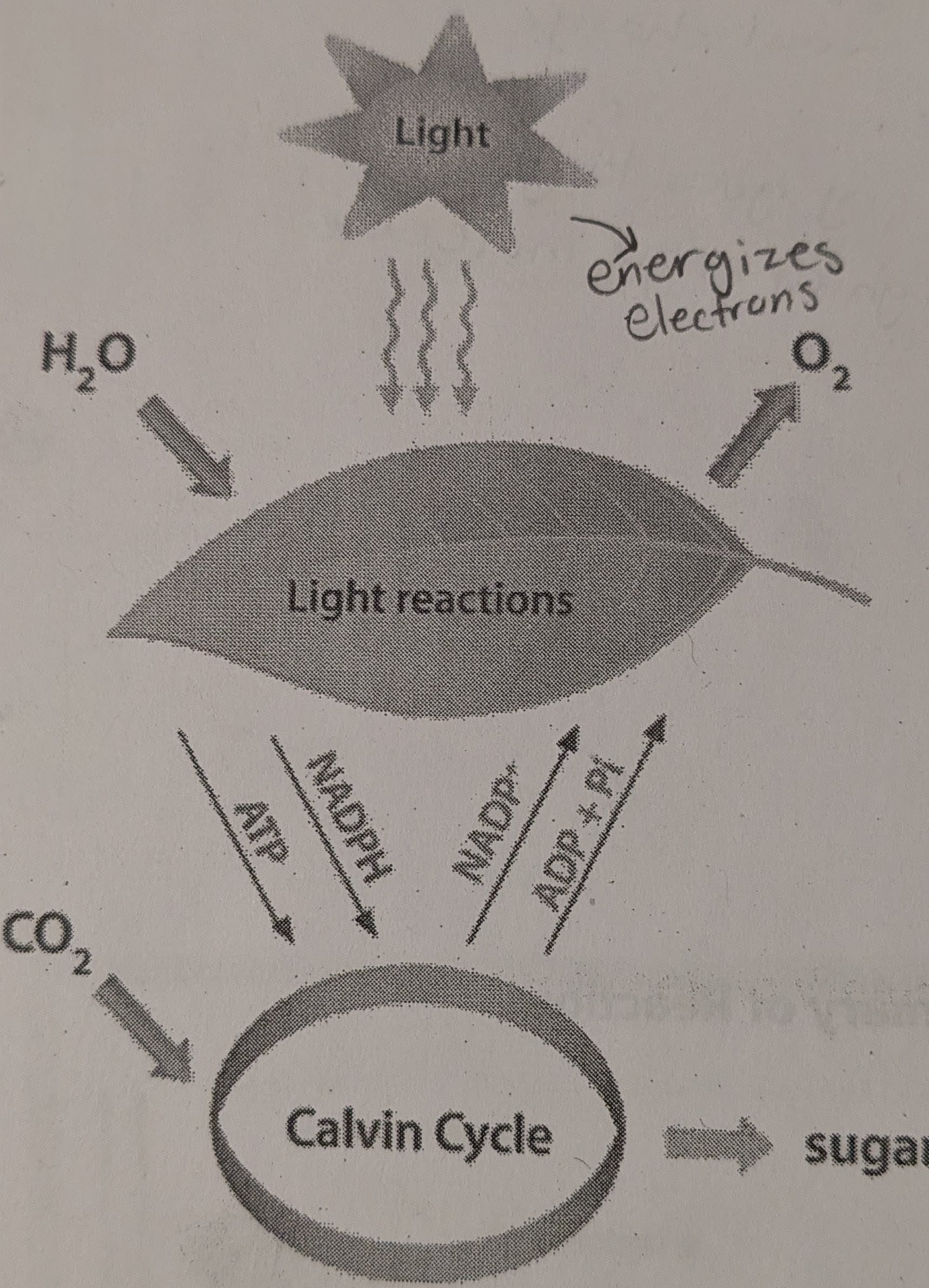 <p>Light dependent reactions and the Calvin cycle (light independent reactions)</p>