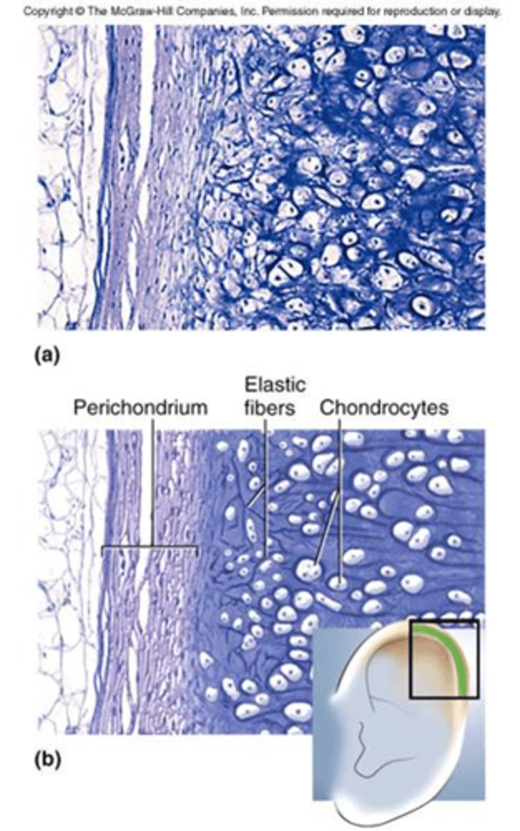 <p>Has collagen and elastic fibers.</p><p>It is found where you need strength and stretch.</p><p>Found in external ear and epiglottis.</p>