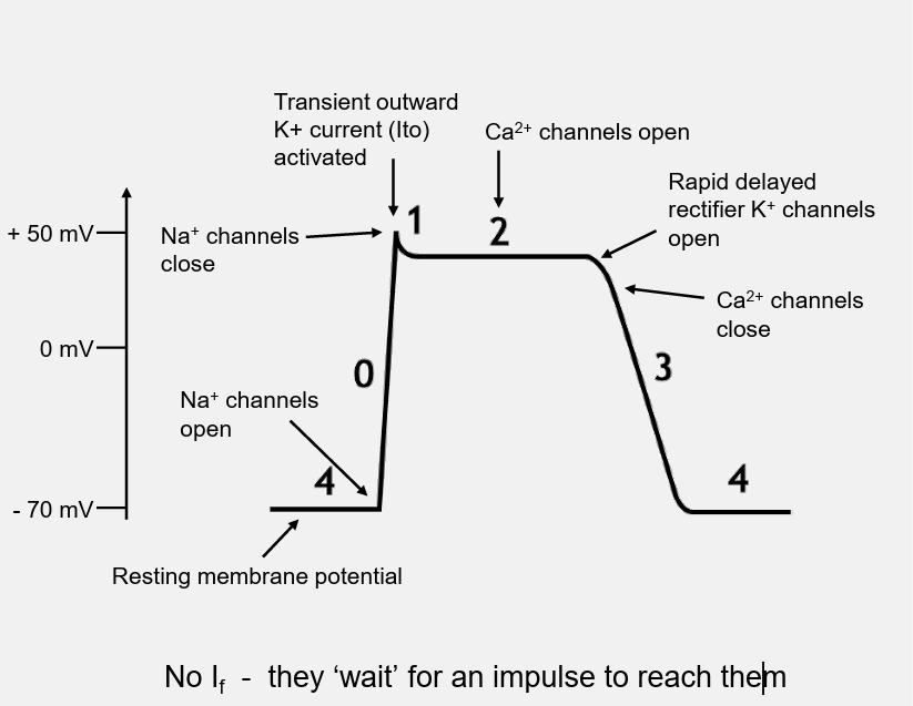 <p>ventricular action potential</p>