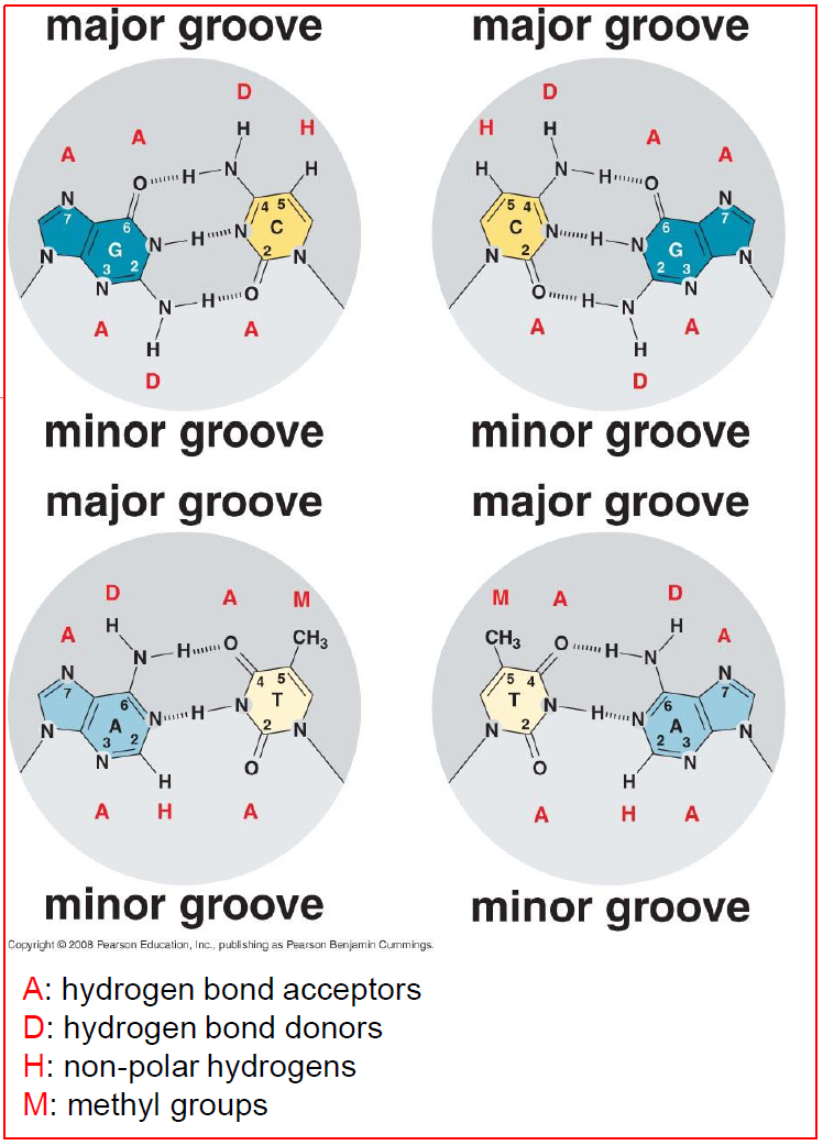 <p>En vous appuyant sur l’image, expliquez pour quel raison un enzyme va principalement séparer la double hélice en s’attaquant au grand scion et non au petit.</p>