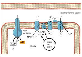 <ul><li><p><span style="background-color: transparent; font-family: "Proxima Nova", sans-serif;"><span>Occurs along the cristae in the inner membrane of mitochondria</span></span></p></li><li><p><span style="background-color: transparent; font-family: "Proxima Nova", sans-serif;"><span>Produces </span><strong><span>26-28 ATP</span></strong></span></p></li><li><p>2 FADH<sub>2</sub> and 10 NADH molecules produced in glycolysis and the Krebs Cycle, donate high-energy electrons to energy carrier molecules</p></li><li><p><span style="background-color: transparent; font-family: "Proxima Nova", sans-serif;"><span>H</span><sup><span>+</span></sup><span> ions pumped across inner mitochondrial membrane to the intermembrane space as the electrons pass from one carrier to another to create an H</span><sup><span>+</span></sup><span> gradient</span></span></p></li><li><p><span style="background-color: transparent; font-family: "Proxima Nova", sans-serif;"><span>At the end, H</span><sup><span>+</span></sup><span> diffuses down the gradient and through the ATP synthase (ADP → ATP) to the matrix, where they transfer their energy to ATP (chemiosmosis)</span></span></p></li><li><p><span style="background-color: transparent; font-family: "Proxima Nova", sans-serif;"><span>Oxygen is the final electron acceptor in the form of water</span></span></p></li></ul><p></p>