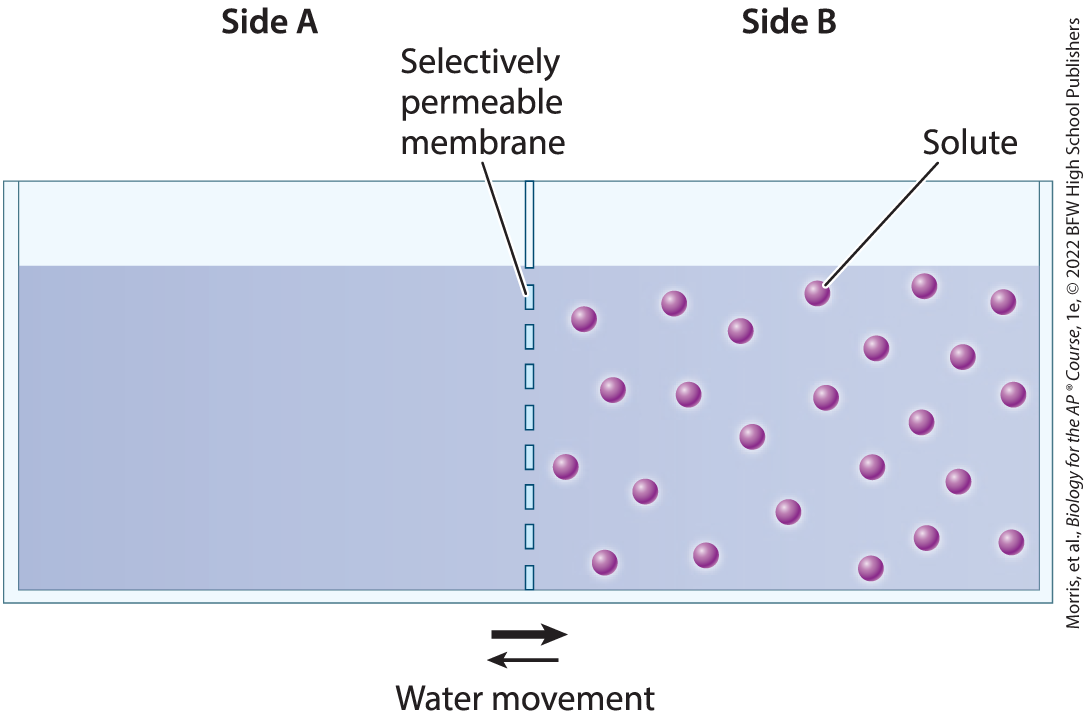 <p>the net movement of a solvent, such as water, across a selectively permeable membrane toward the side of higher solute concentration</p>