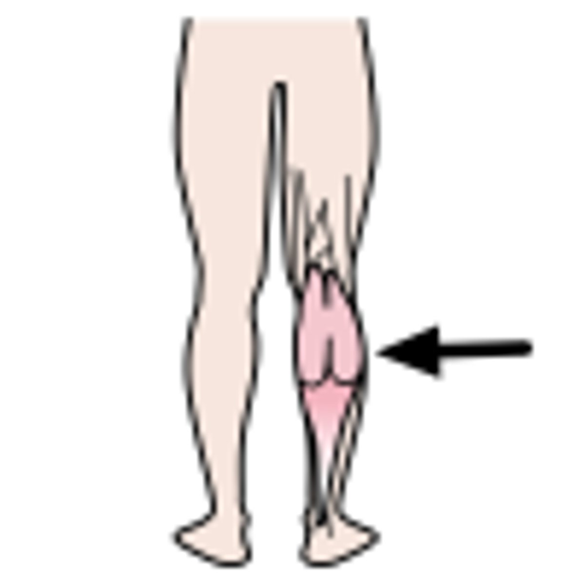 <p>calf (of leg)</p>